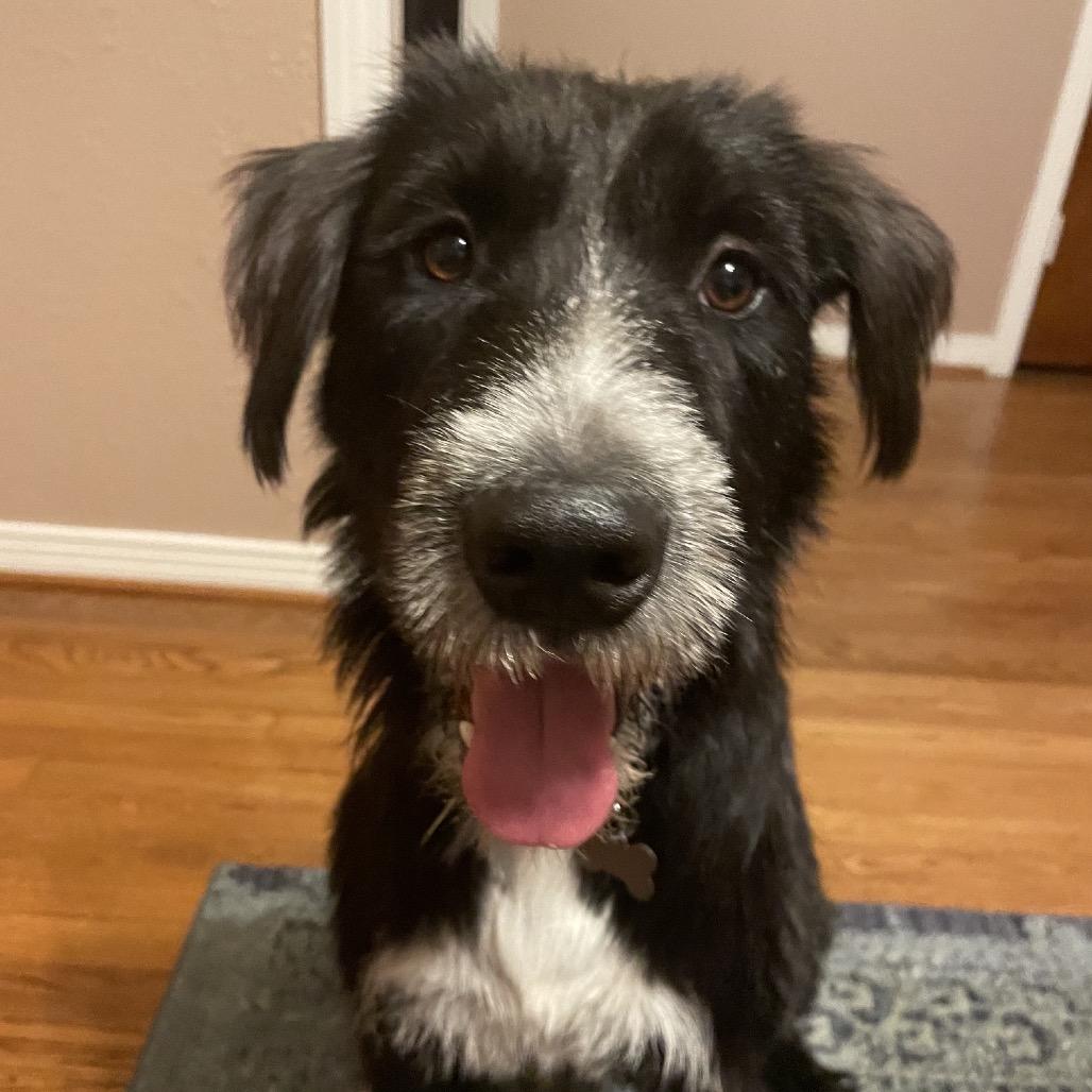 Bolto, Adoptable, Young Male Schnauzer.