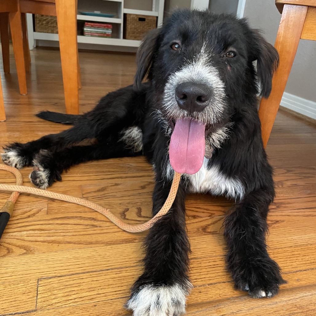Enlarge Bolto, a Adoptable Schnauzer in Houston, TX image 2/3