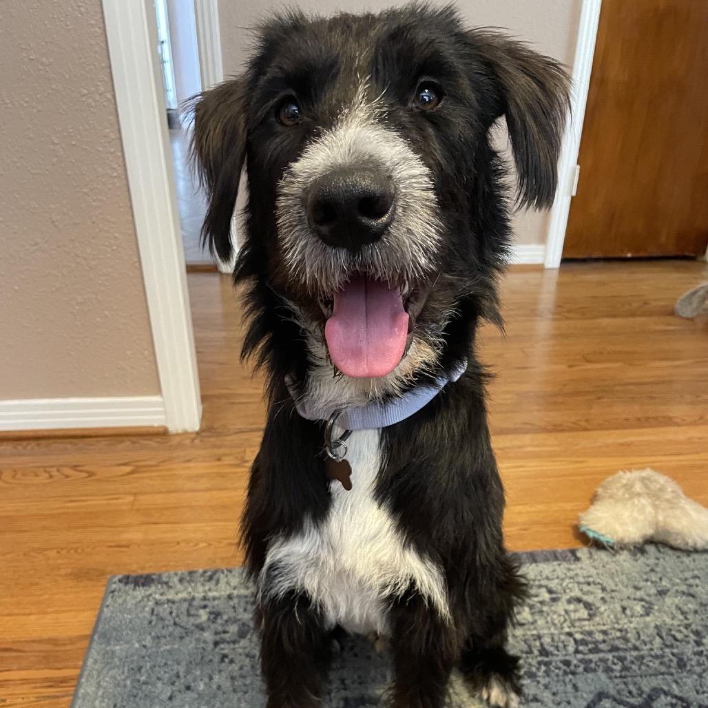 Enlarge Bolto, a Adoptable Schnauzer in Houston, TX image 4/6