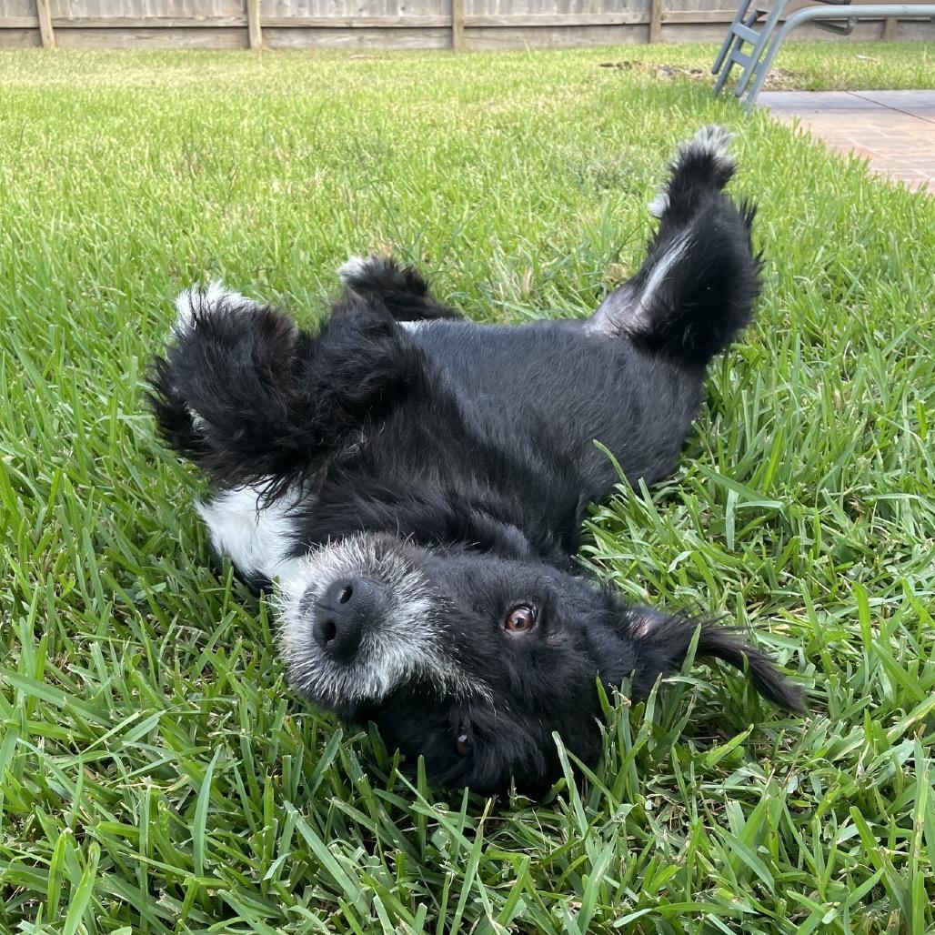 Enlarge Bolto, a Adoptable Schnauzer in Houston, TX image 5/6