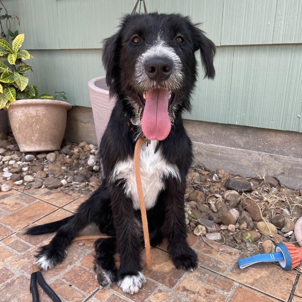 Enlarge Bolto, a Adoptable Schnauzer in Houston, TX image 3/3