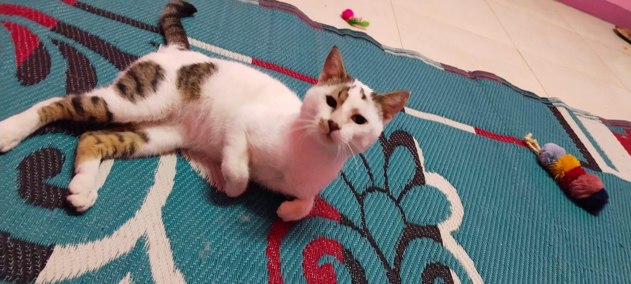 Karam (Egypt), a Adoptable Domestic Short Hair in Nutley, NJ image 1/2