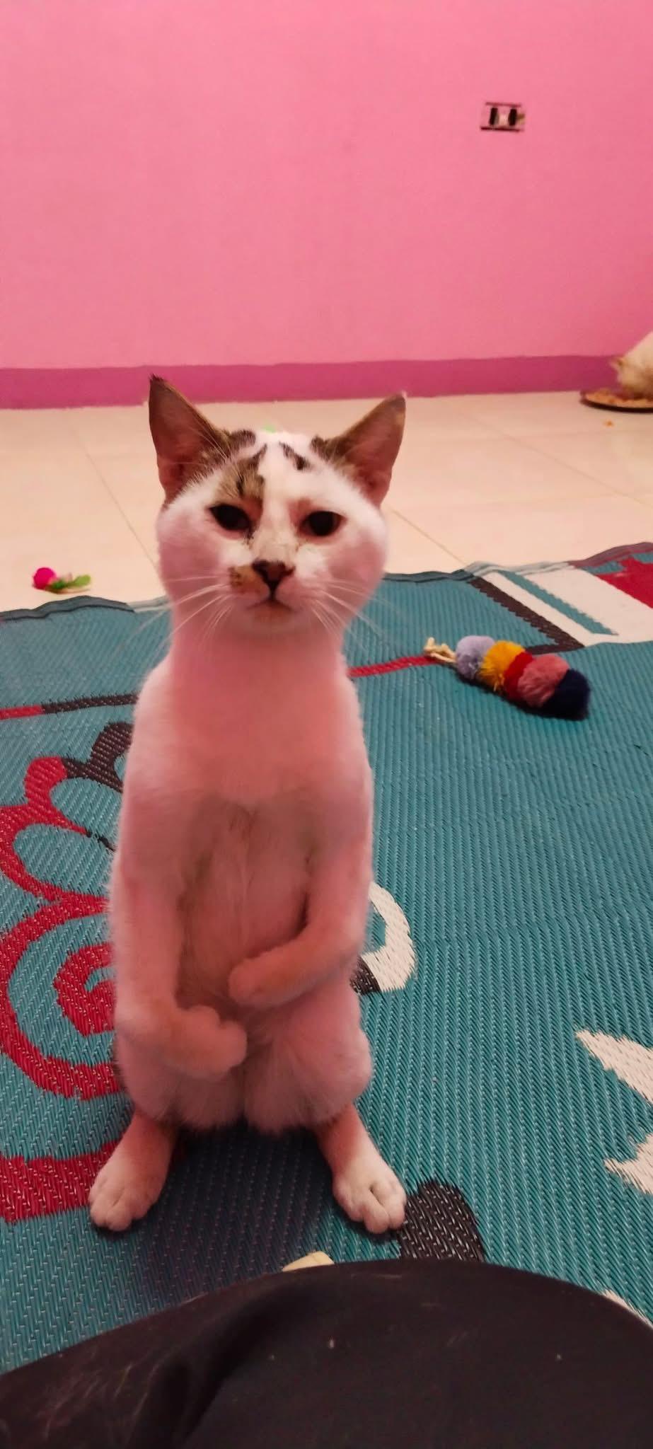 Karam (Egypt), a Adoptable Domestic Short Hair in Nutley, NJ image 2/2