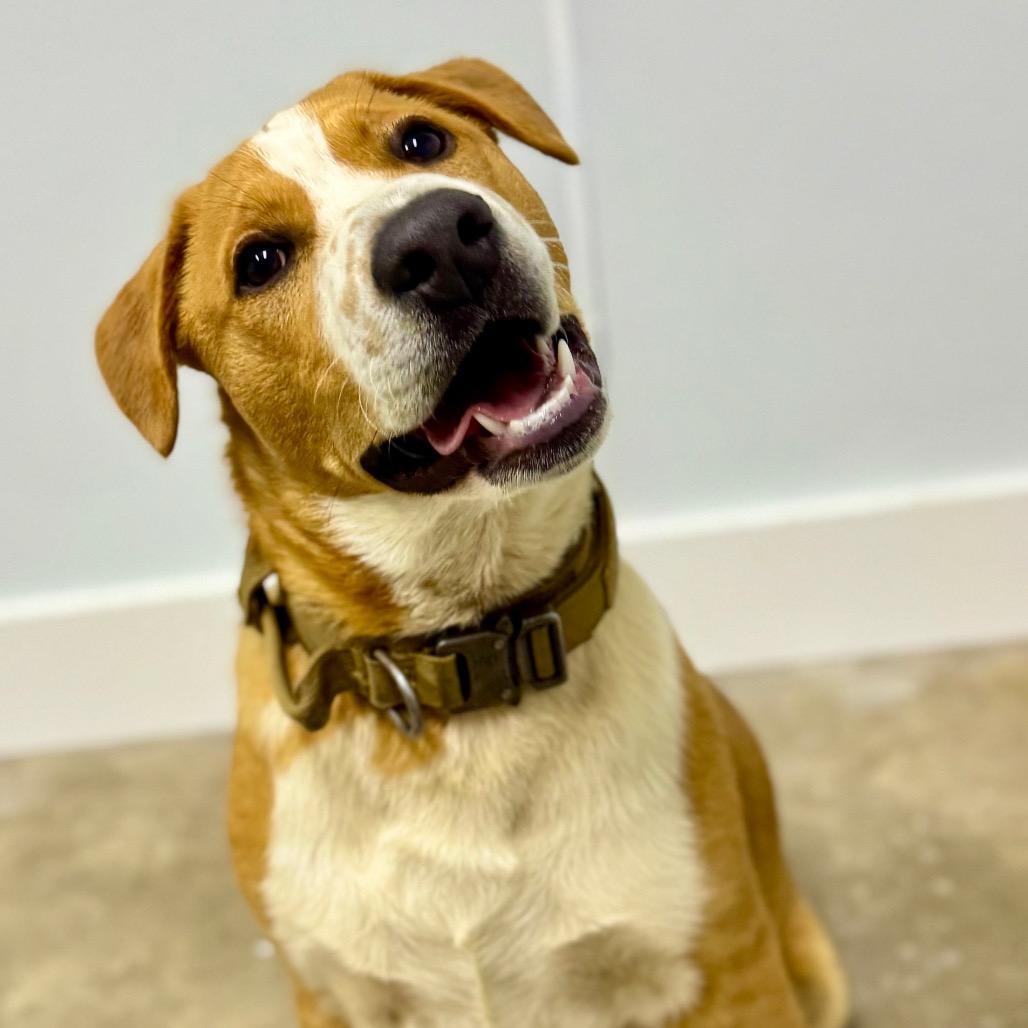 Rocky, Adoptable, Young Male Corgi & Basset Hound.