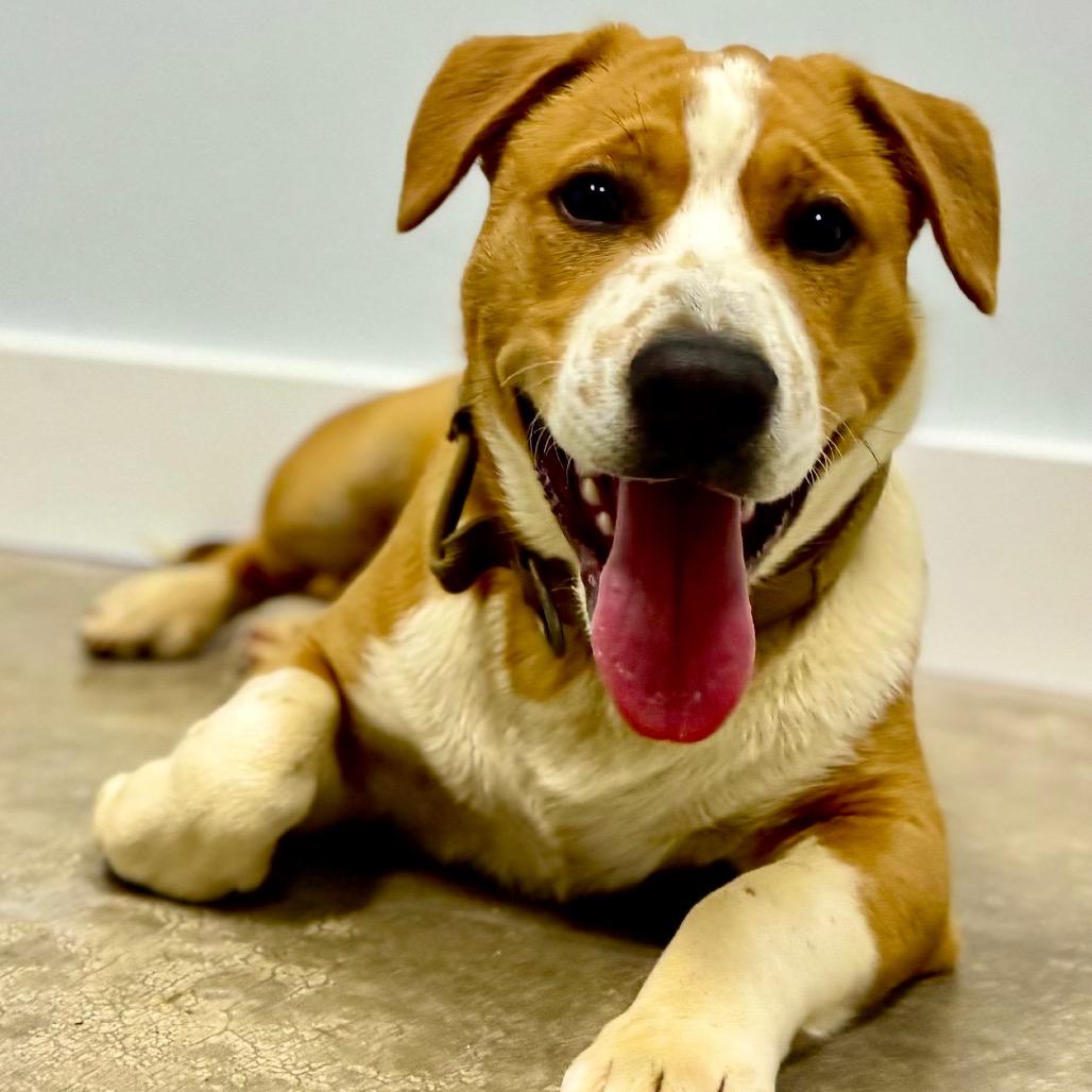 Enlarge Rocky, a Adoptable mixed breed in Franklin, NC image 2/6