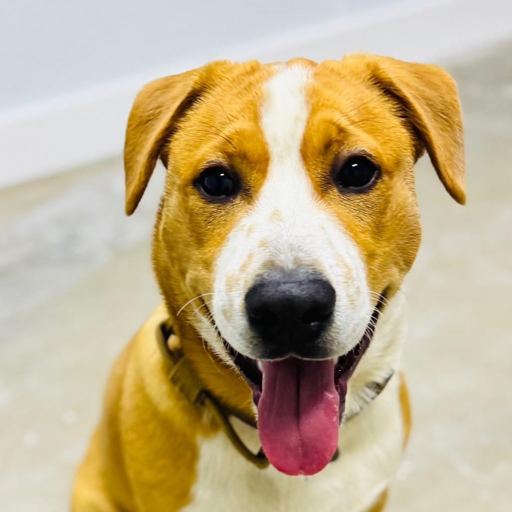 Enlarge Rocky, a Adoptable mixed breed in Franklin, NC image 3/6