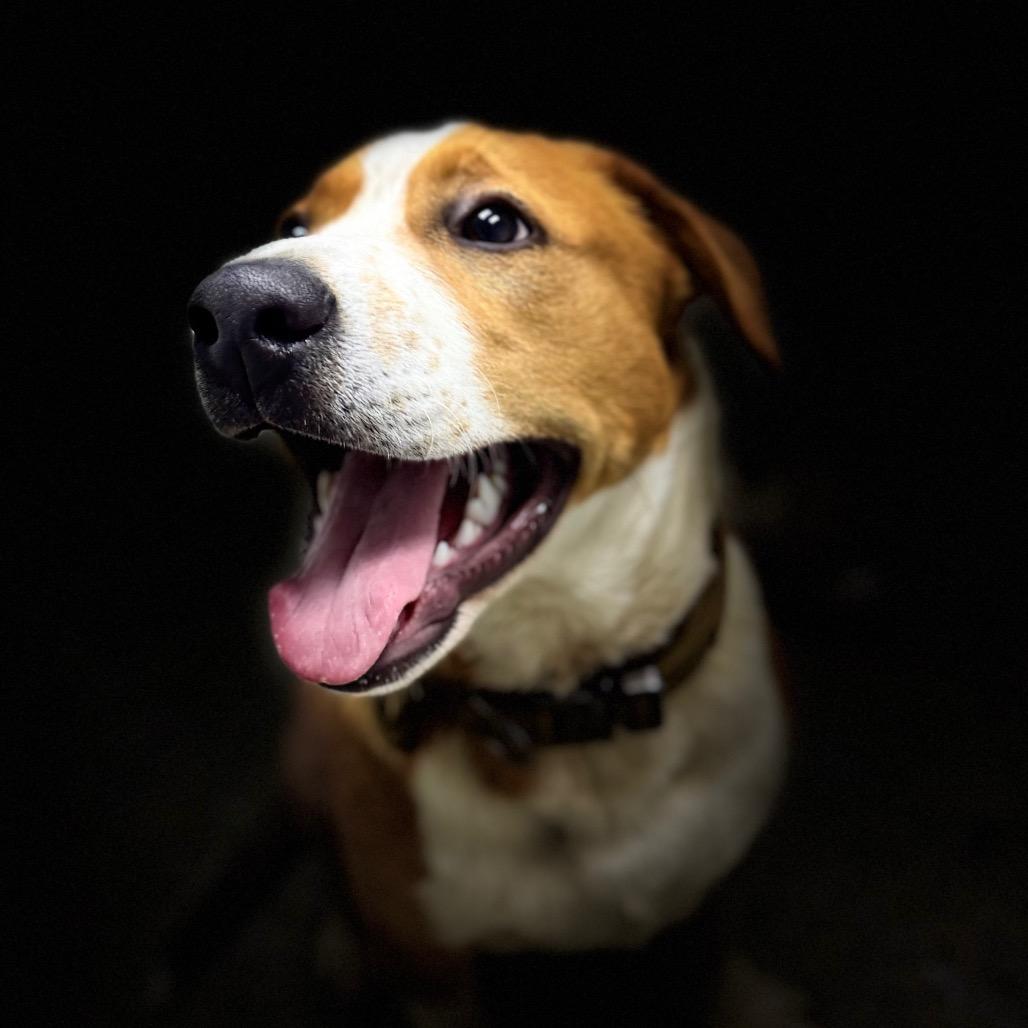 Enlarge Rocky, a Adoptable mixed breed in Franklin, NC image 4/6