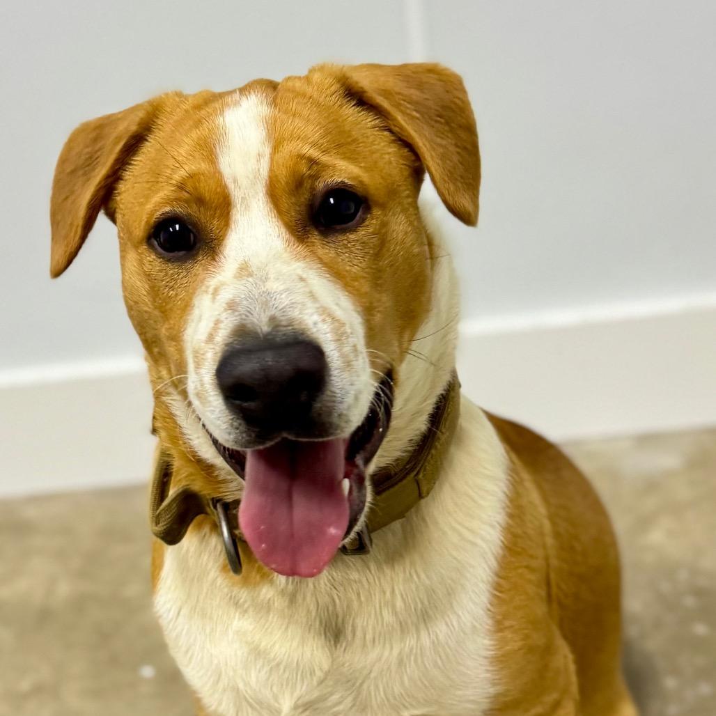Enlarge Rocky, a Adoptable mixed breed in Franklin, NC image 5/6
