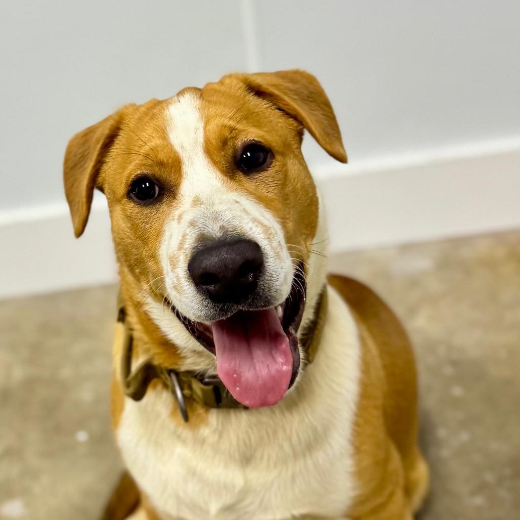 Enlarge Rocky, a Adoptable mixed breed in Franklin, NC image 6/6