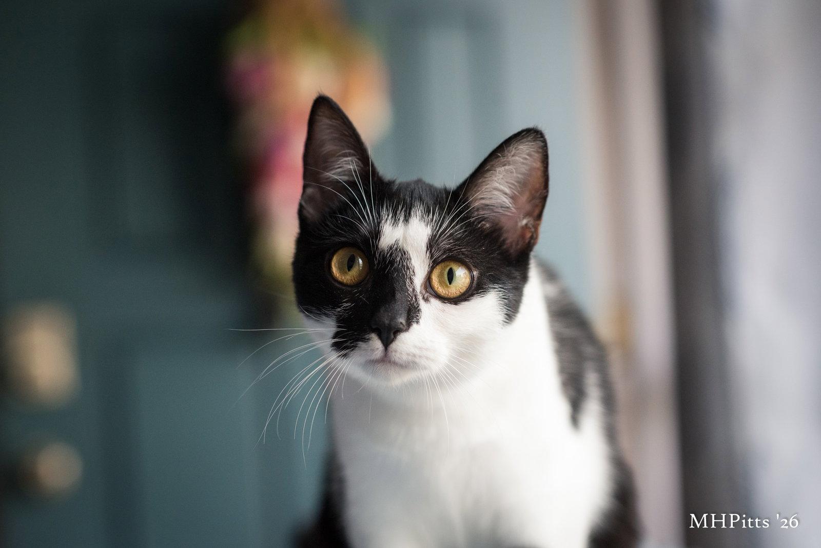 Enlarge Meow Ceti, a Adopted Domestic Short Hair in Georgetown, KY image 2/3