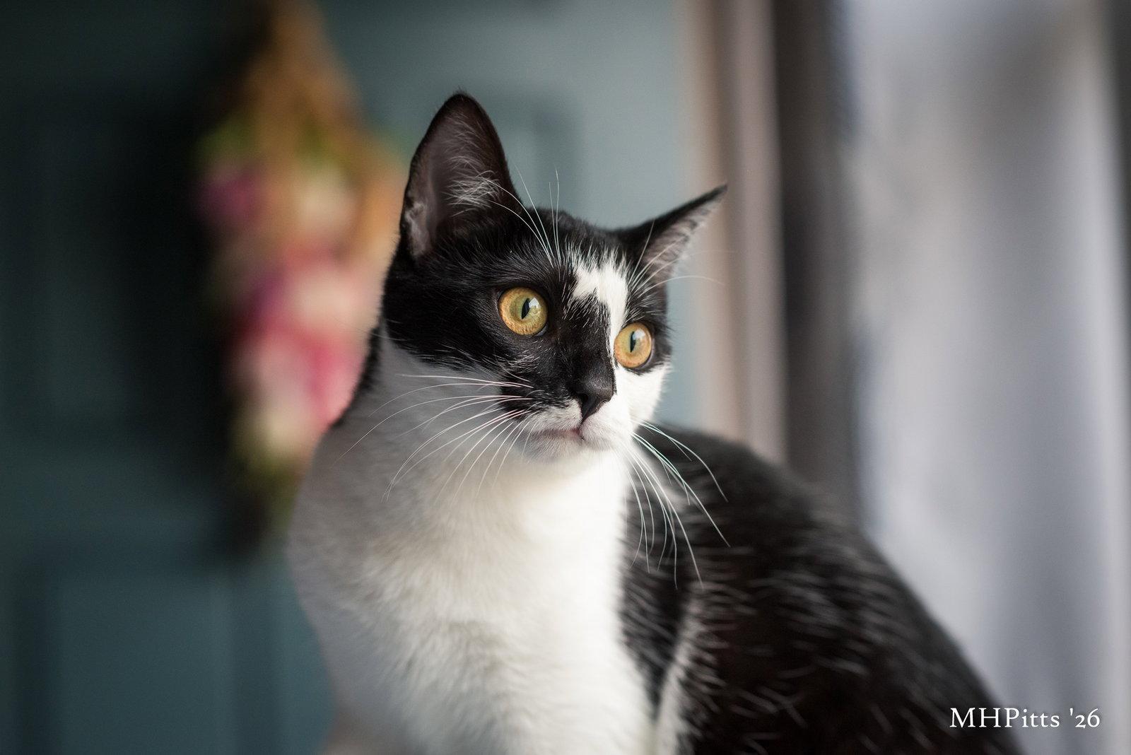 Enlarge Meow Ceti, a Adopted Domestic Short Hair in Georgetown, KY image 3/3