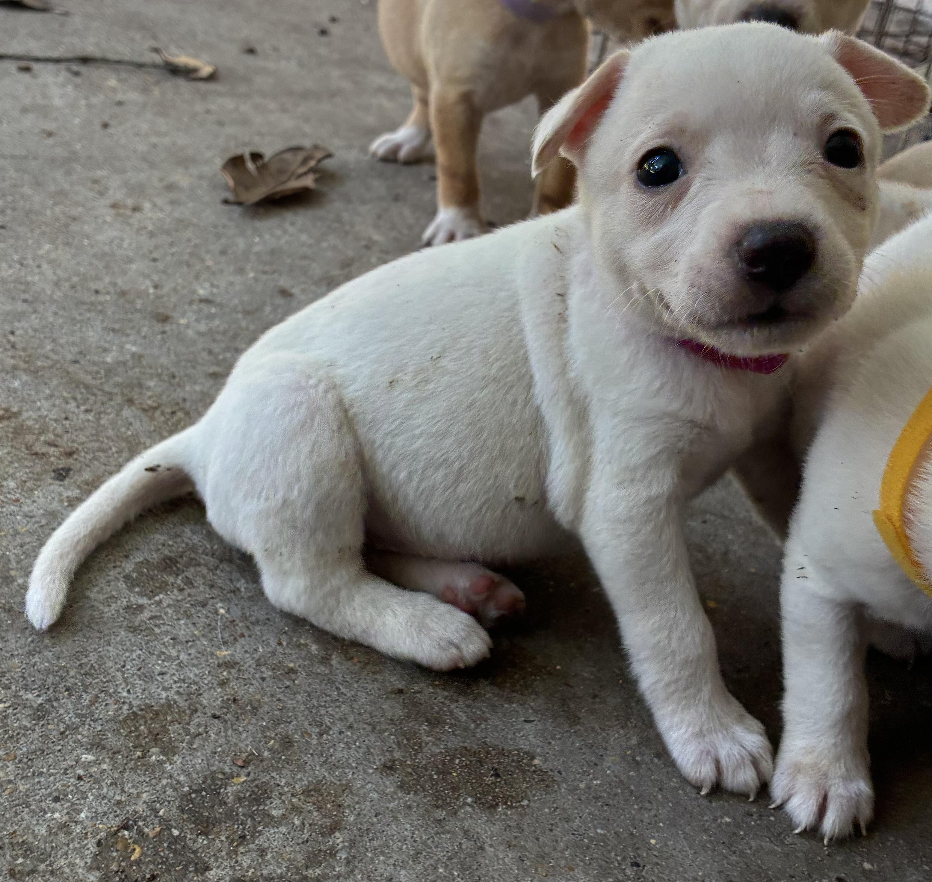 Kira, Adoptable, Puppy Female Chihuahua & Jack Russell Terrier.