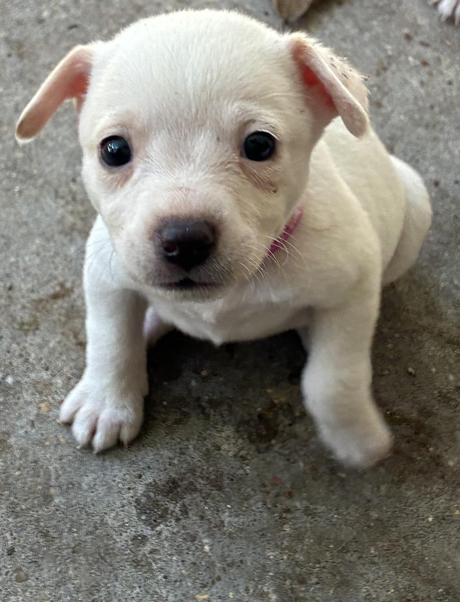 Enlarge Kira, a Adoptable mixed breed in Farmington, CT image 2/4