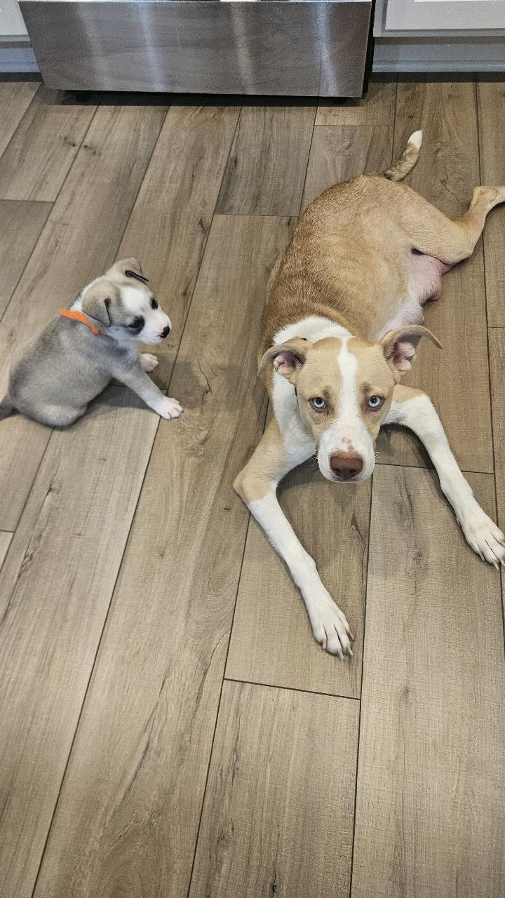 Enlarge Mamma Winnie, a ADOPTABLE mixed breed in Tallahassee, FL image 6/6