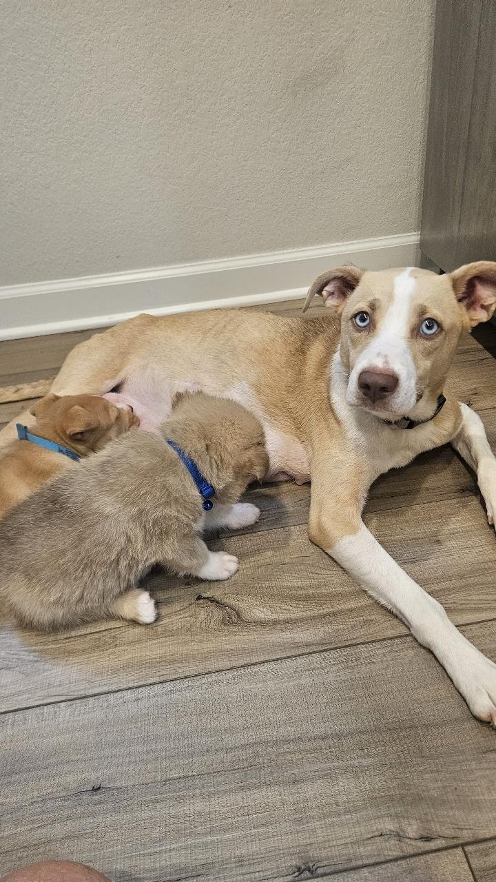 Mamma Winnie, ADOPTABLE, Young Female Terrier & Husky.