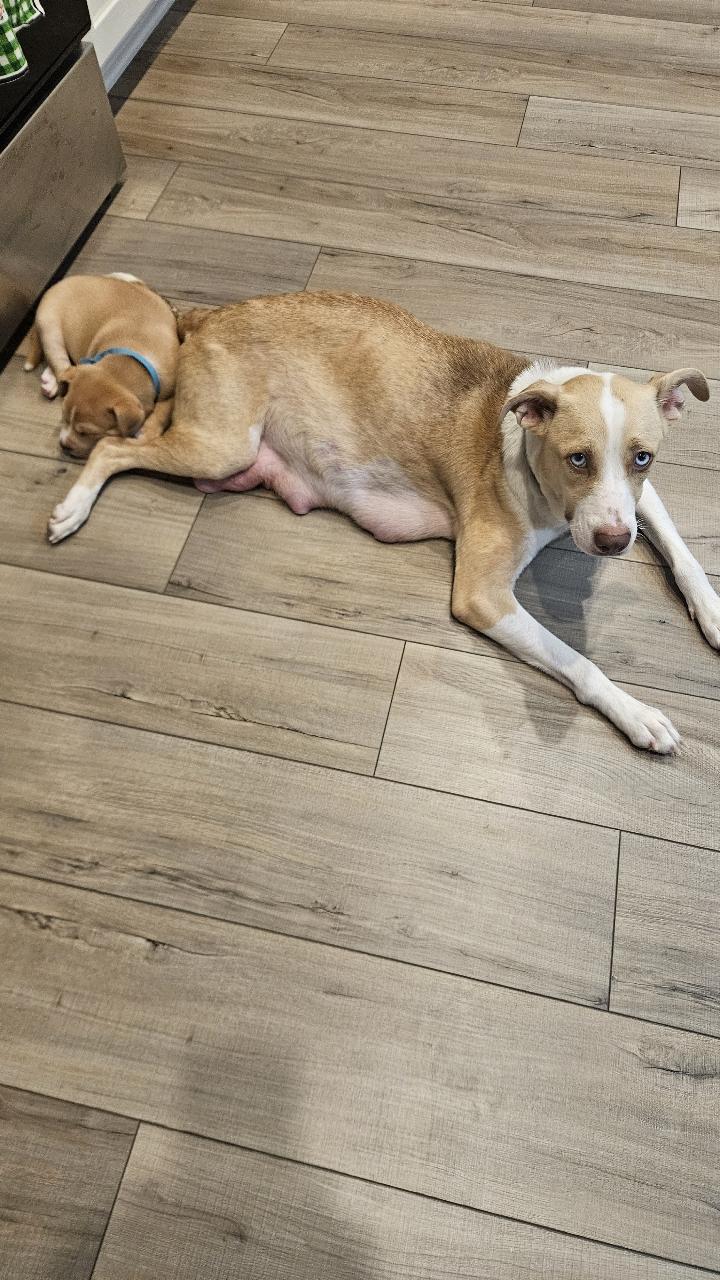 Enlarge Mamma Winnie, a ADOPTABLE mixed breed in Tallahassee, FL image 4/6