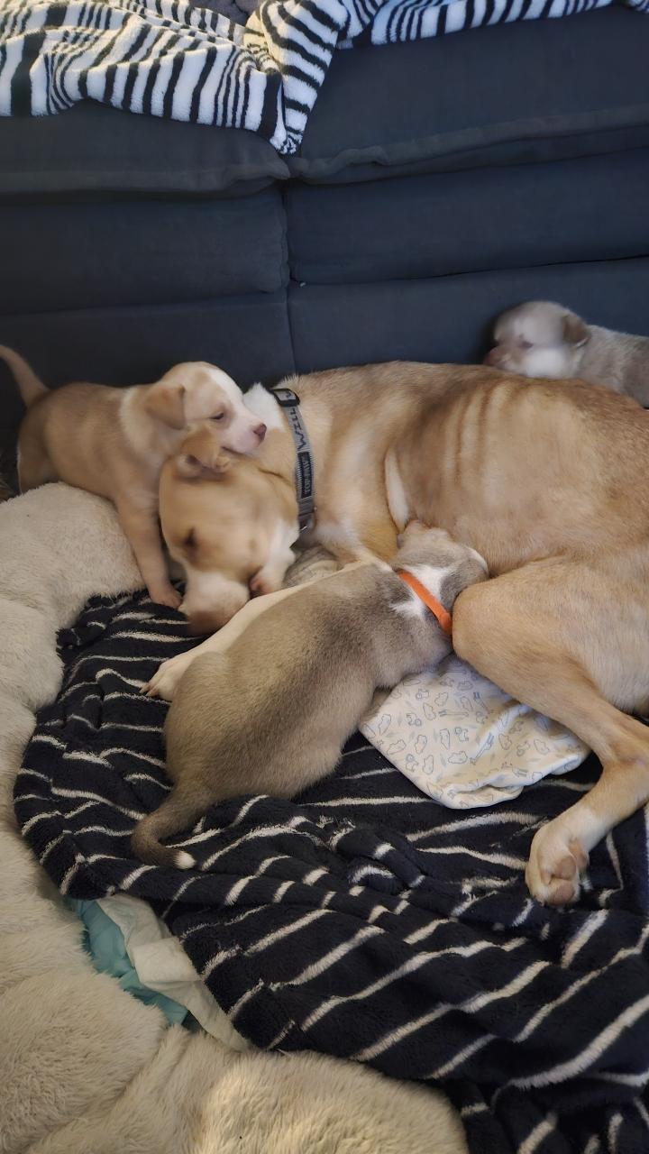 Enlarge Mamma Winnie, a ADOPTABLE mixed breed in Tallahassee, FL image 5/6