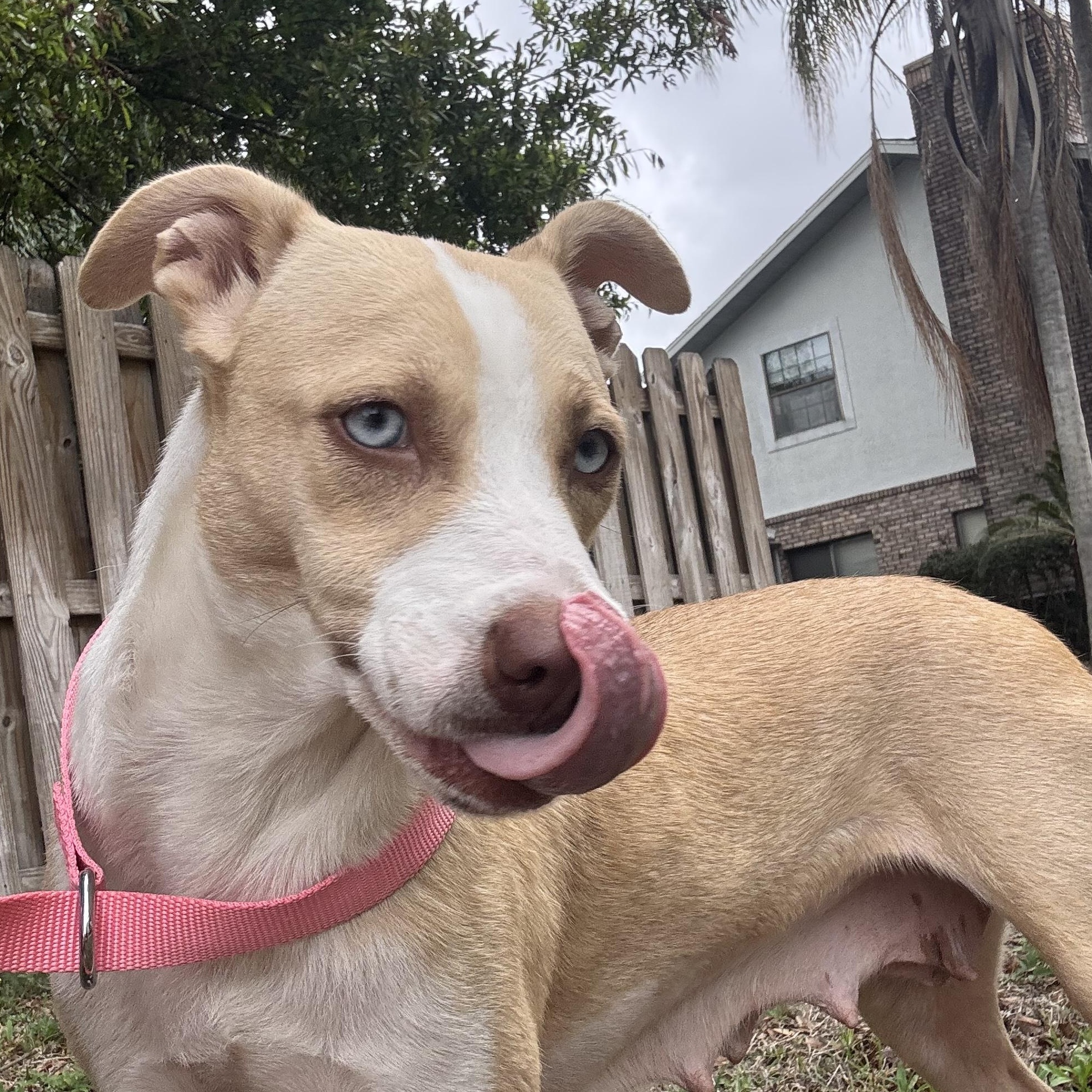 Enlarge Mamma Winnie, a ADOPTABLE mixed breed in Orlando, FL image 2/6