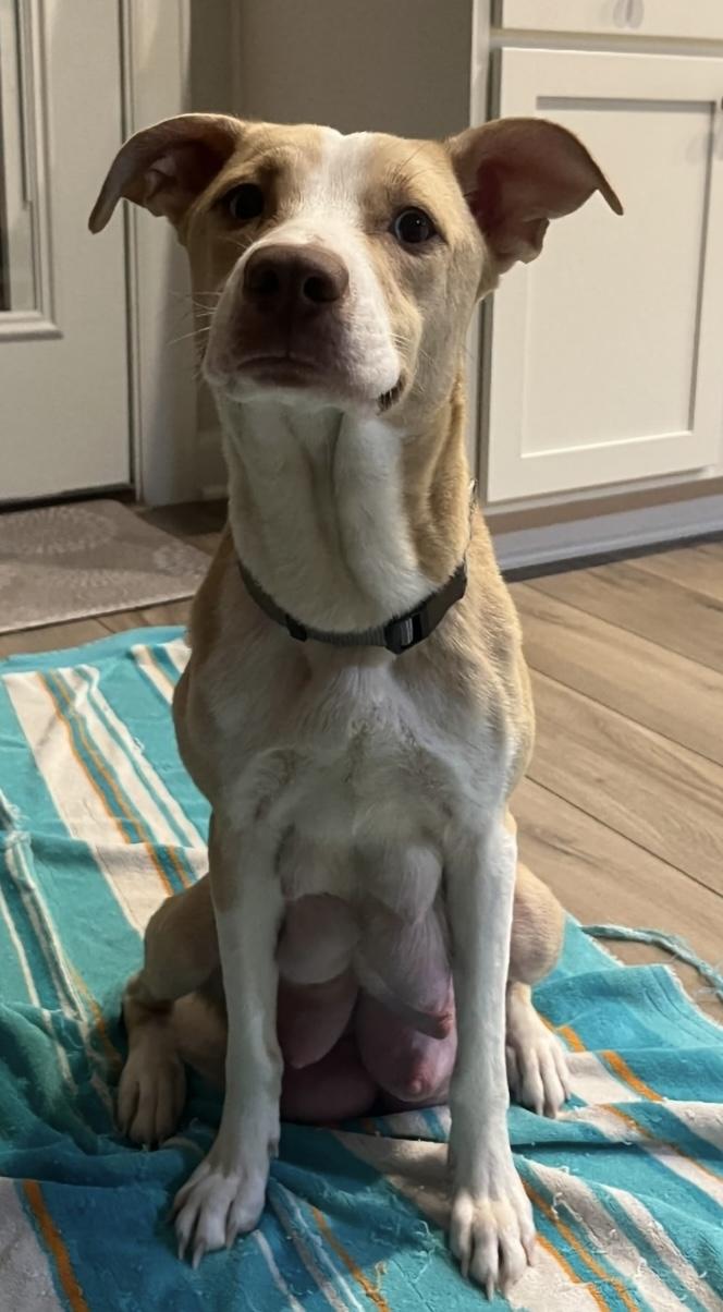 Enlarge Mamma Winnie, a ADOPTABLE mixed breed in Tallahassee, FL image 2/6