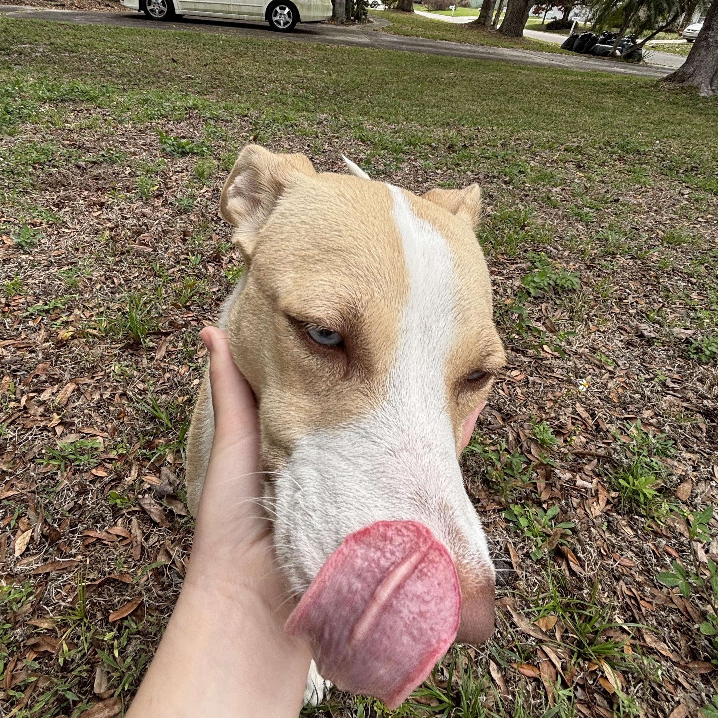 Enlarge Mamma Winnie, a ADOPTABLE mixed breed in Orlando, FL image 6/6