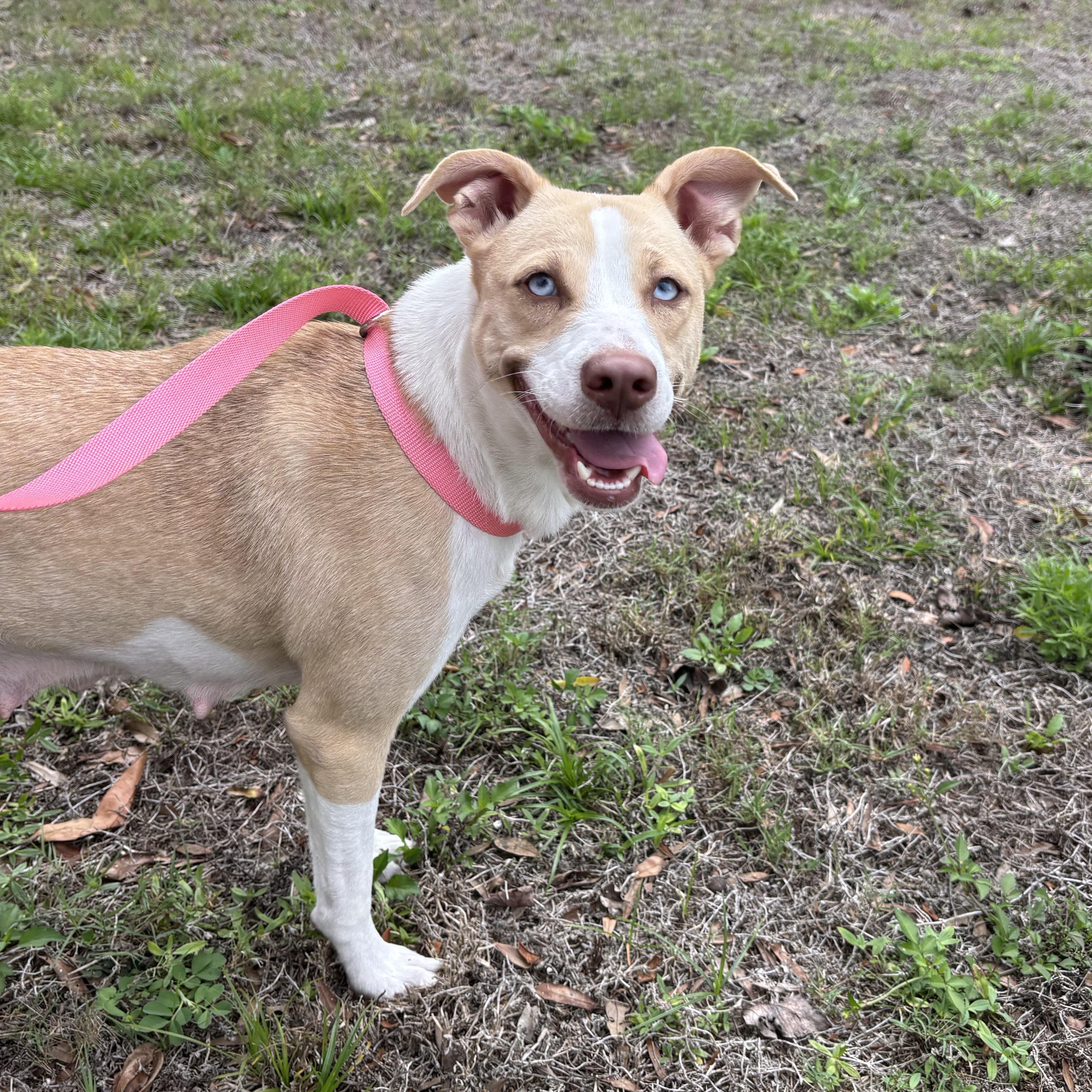 Enlarge Mamma Winnie, a ADOPTABLE mixed breed in Orlando, FL image 1/6