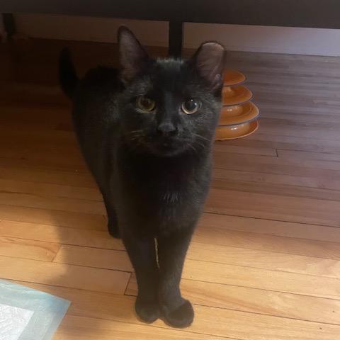 Venus, a Adoptable Domestic Short Hair in Saint Paul, MN image 1/2