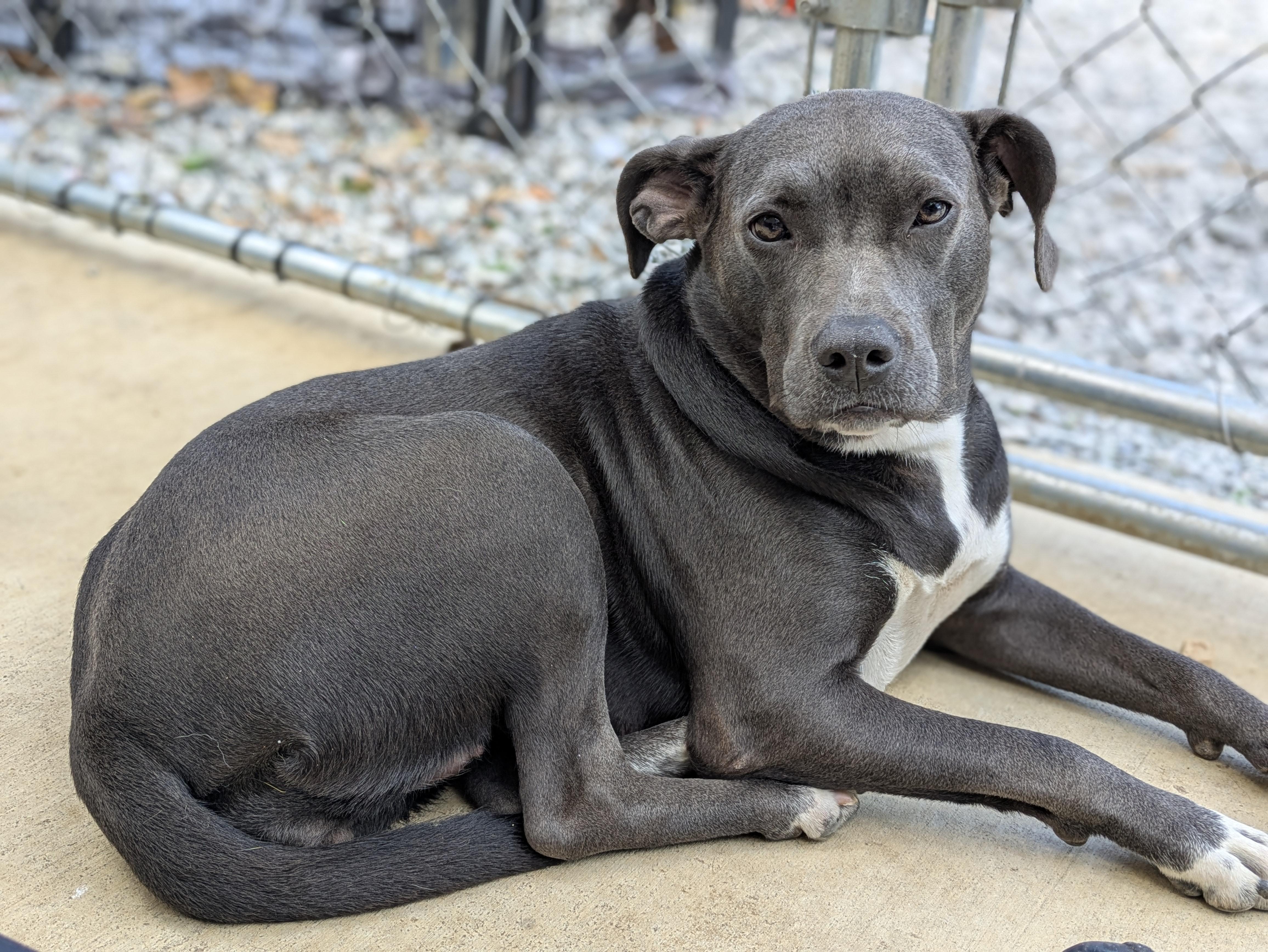 Halsey, a ADOPTABLE mixed breed in Huntsville, AL image 2/4