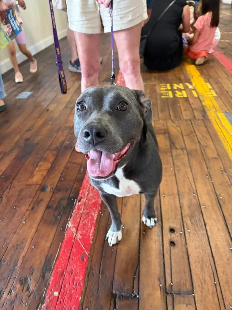 Halsey, ADOPTABLE, Adult Female Mixed Breed.