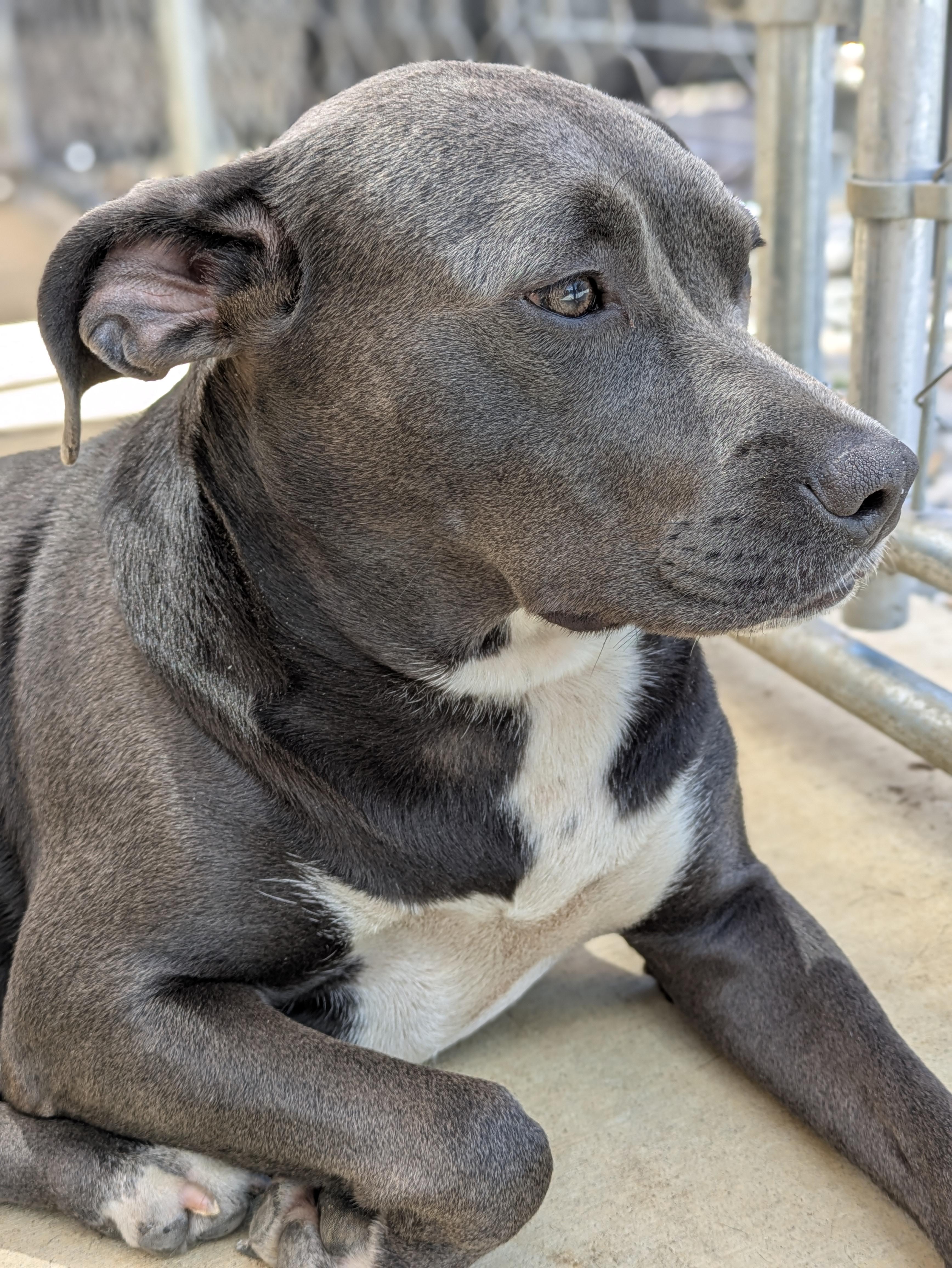 Halsey, a ADOPTABLE mixed breed in Huntsville, AL image 4/4