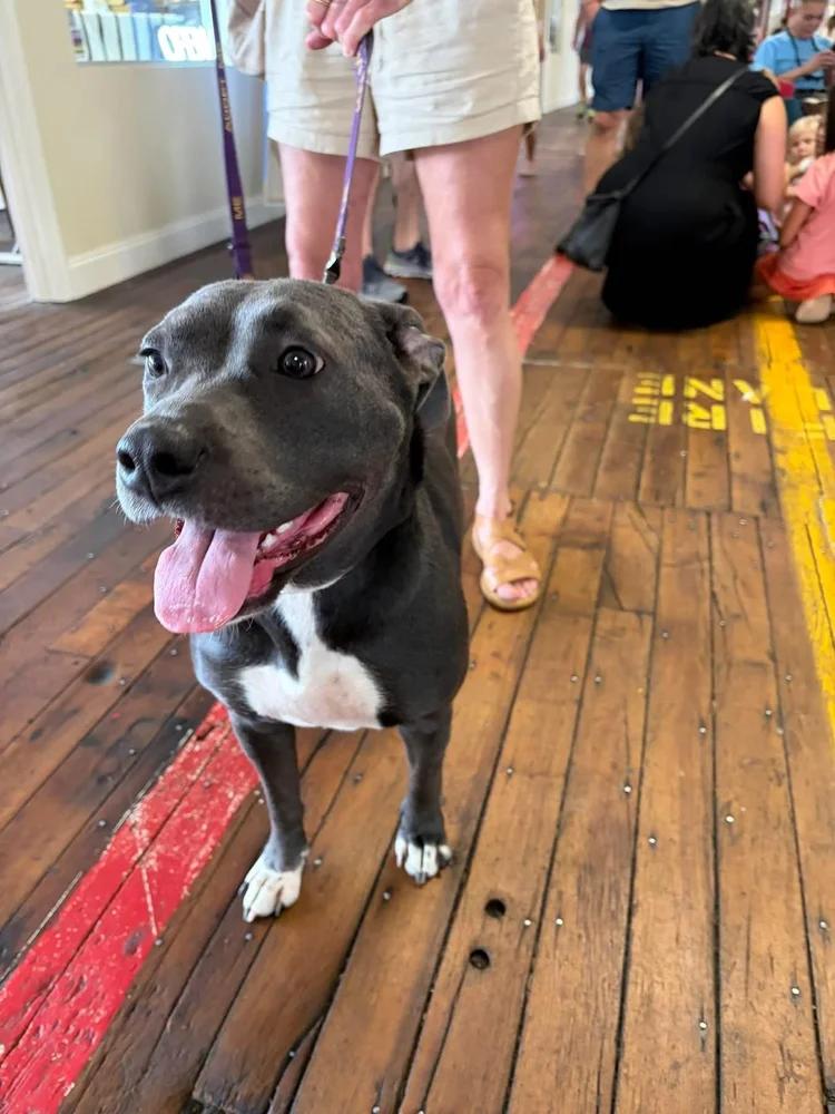 Halsey, a ADOPTABLE mixed breed in Huntsville, AL image 3/4