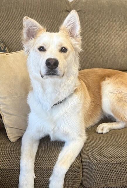 Magnum, a Adoptable mixed breed in Pleasant Hill, CA image 1/6