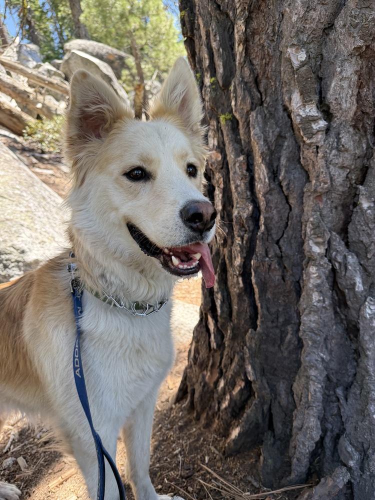 Magnum, a Adoptable mixed breed in Pleasant Hill, CA image 2/6