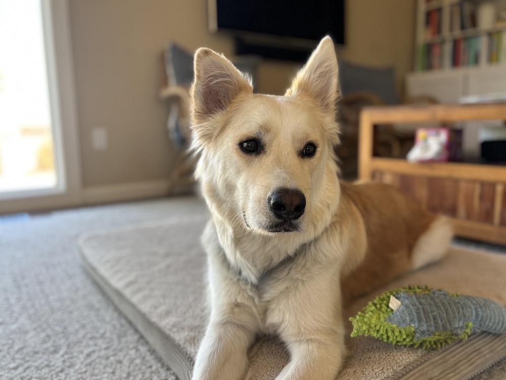 Magnum, a Adoptable mixed breed in Pleasant Hill, CA image 2/6