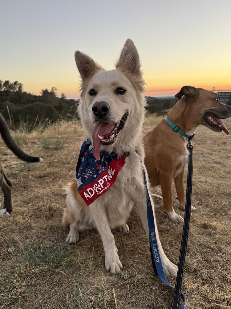 Magnum, a Adoptable mixed breed in Pleasant Hill, CA image 3/6