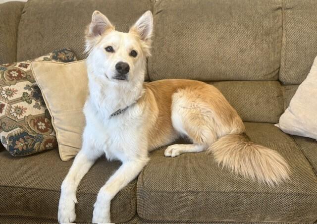Magnum, a Adoptable mixed breed in Pleasant Hill, CA image 5/6