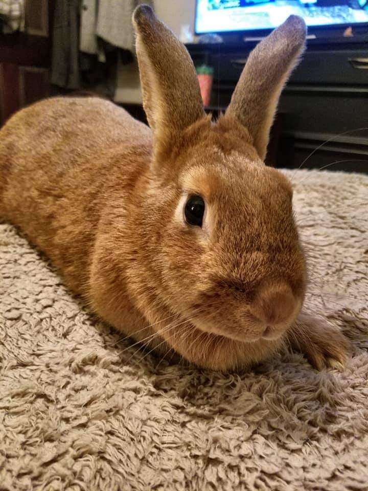 Enlarge Ginger Snap, a Adoptable Bunny Rabbit in Godfrey, IL image 1/12