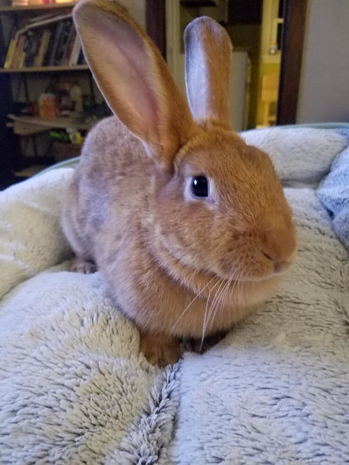 Enlarge Ginger Snap, a Adoptable Bunny Rabbit in Godfrey, IL image 2/12