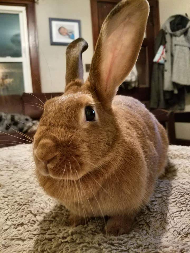 Enlarge Ginger Snap, a Adoptable Bunny Rabbit in Godfrey, IL image 3/12