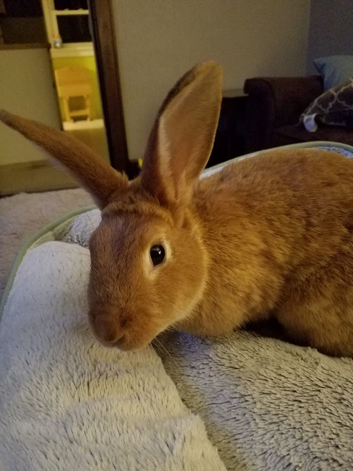 Enlarge Ginger Snap, a Adoptable Bunny Rabbit in Godfrey, IL image 4/12