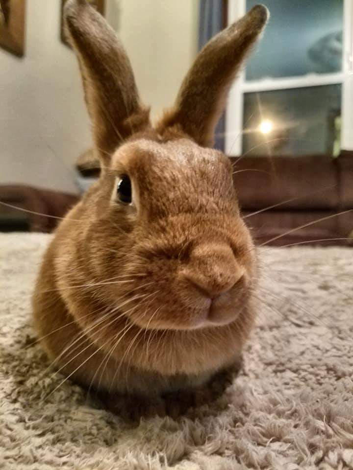 Enlarge Ginger Snap, a Adoptable Bunny Rabbit in Godfrey, IL image 5/12
