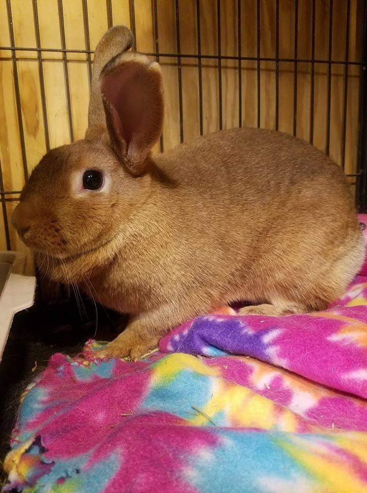 Enlarge Ginger Snap, a Adoptable Bunny Rabbit in Godfrey, IL image 6/12
