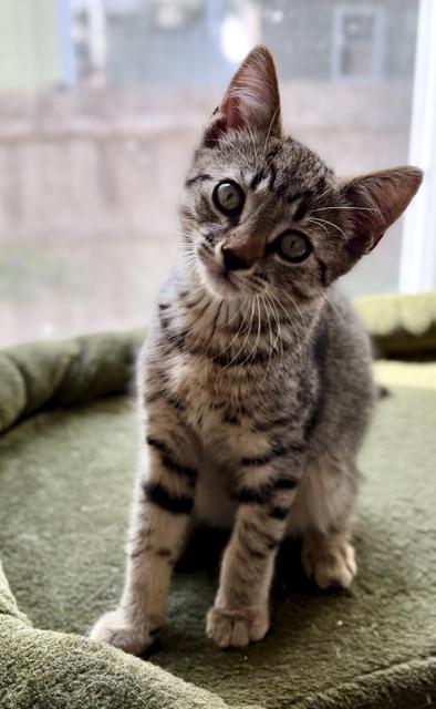 Marshall, adopted, Kitten Male Tabby.