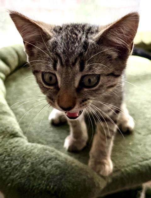 Marshall, an adopted Tabby in Medford, MA image 4/4