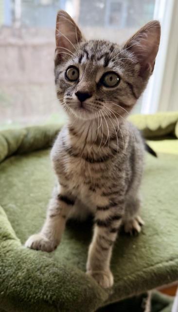 Marshall, an adopted Tabby in Medford, MA image 3/4