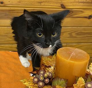 Sirius Black thumbnail 4