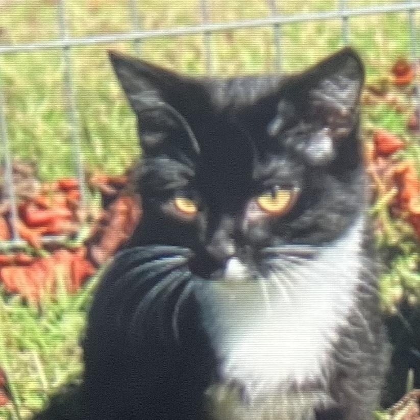 Sirius Black thumbnail 5