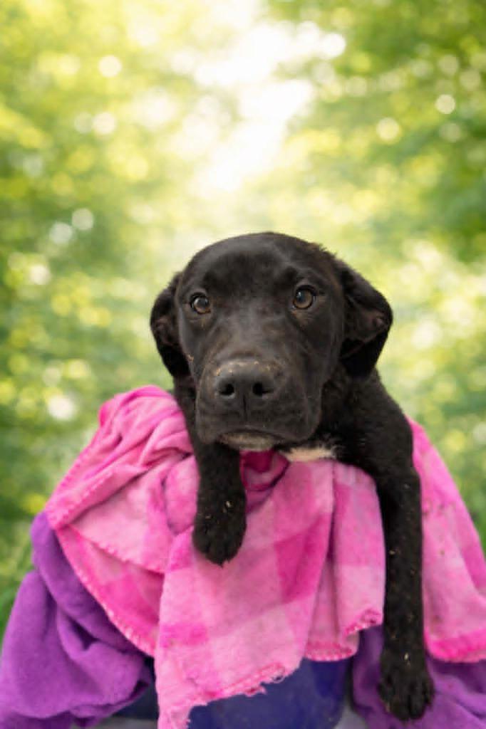 Cake, Adoptable, Puppy Female Labrador Retriever.