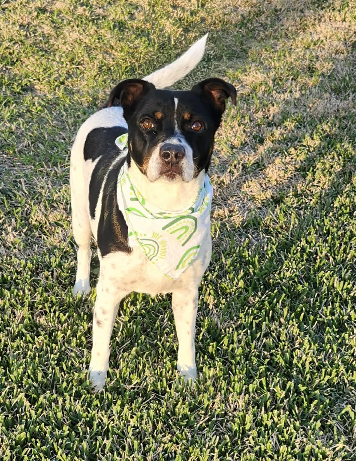 Enlarge Rascal, a ADOPTABLE mixed breed in North Berwick, ME image 3/3