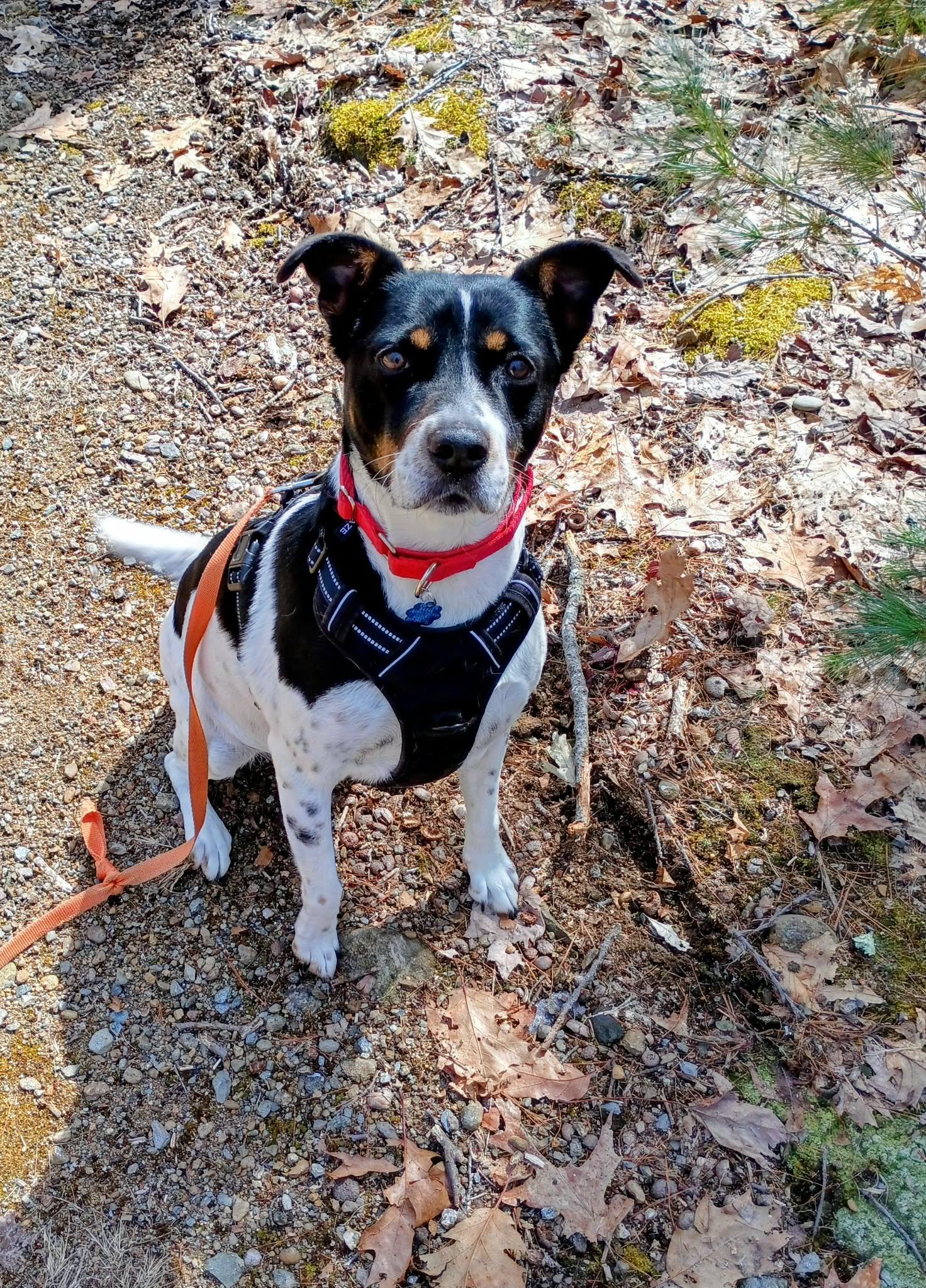 Rascal, ADOPTABLE, Adult Male Beagle & Terrier.