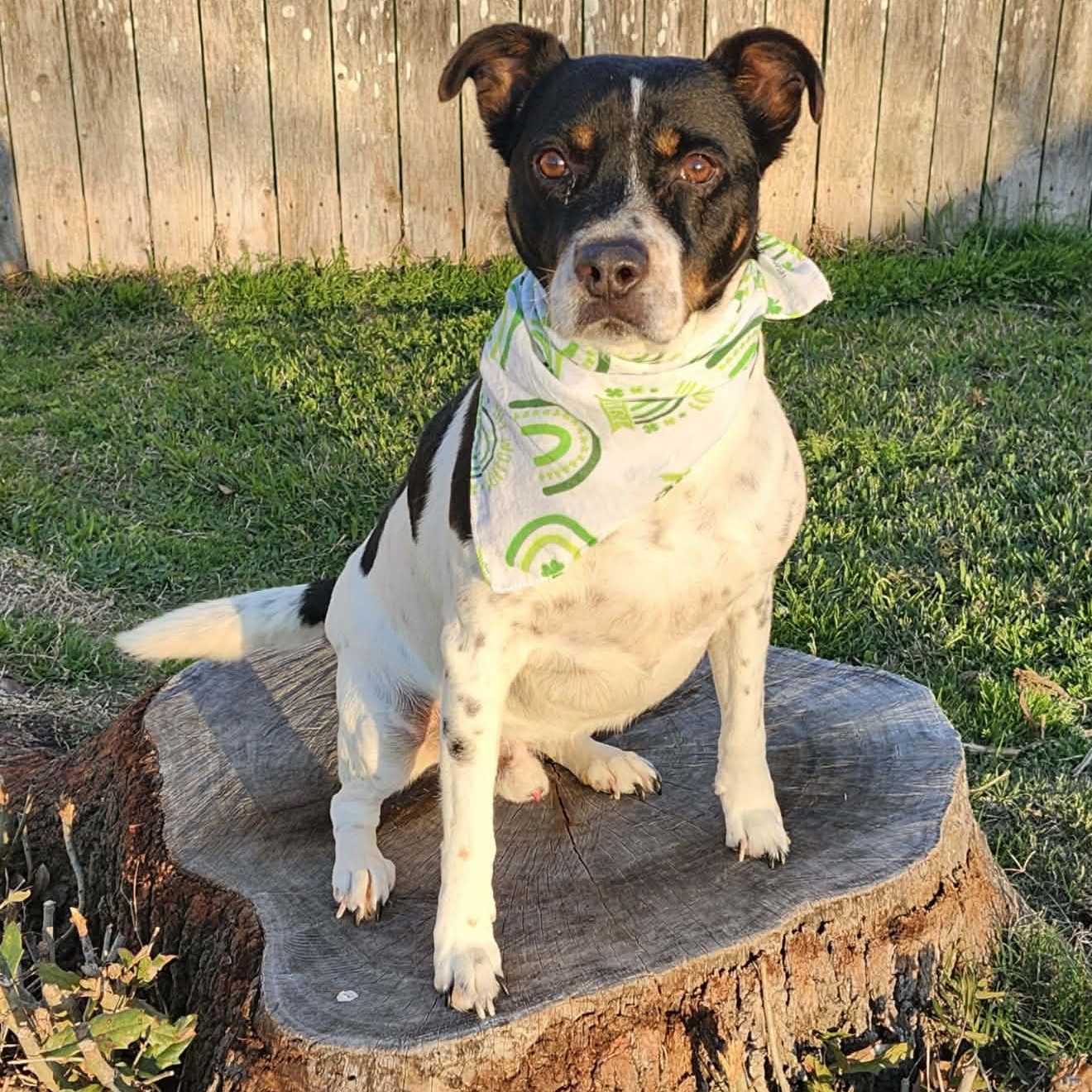 Enlarge Rascal, a ADOPTABLE mixed breed in North Berwick, ME image 1/3